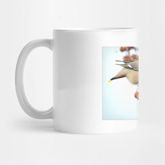 Bohemian Waxwing by kawaii_shop